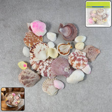 Decorative Seashell Set