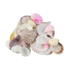 Seashells